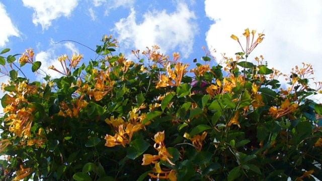 Zen Journey Blog Becomes a Journal starting a new marie-eve boudreault author blog facebook twitter